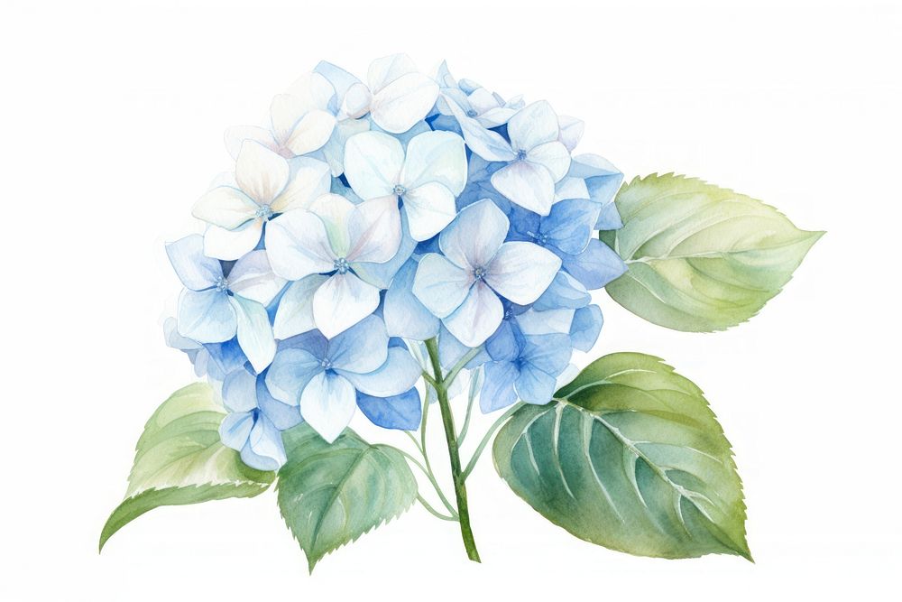 Flower hydrangea plant white. AI generated Image by rawpixel.