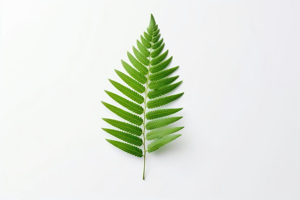 Leaf fern plant white background. AI generated Image by rawpixel.