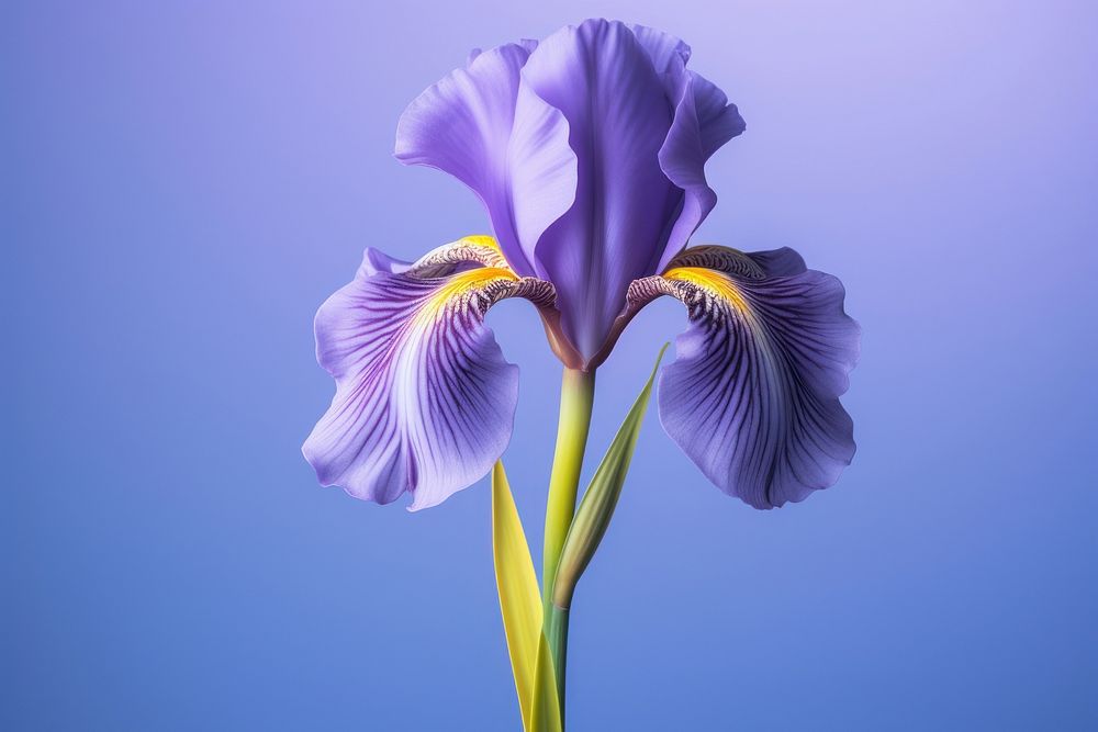 Iris blossom flower purple. 