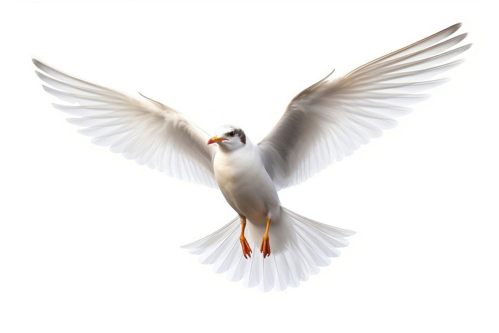 Flying bird seagull animal. AI generated Image by rawpixel.