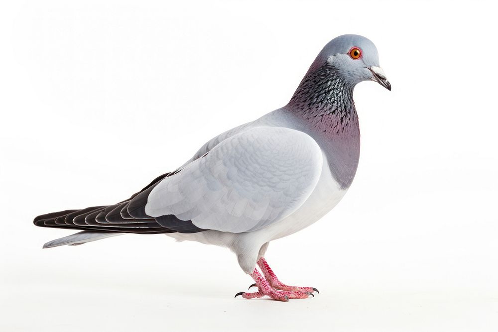 Pigeon animal bird white background. 