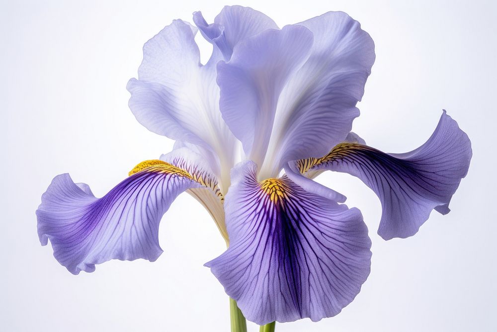 Iris blossom flower petal. AI generated Image by rawpixel.