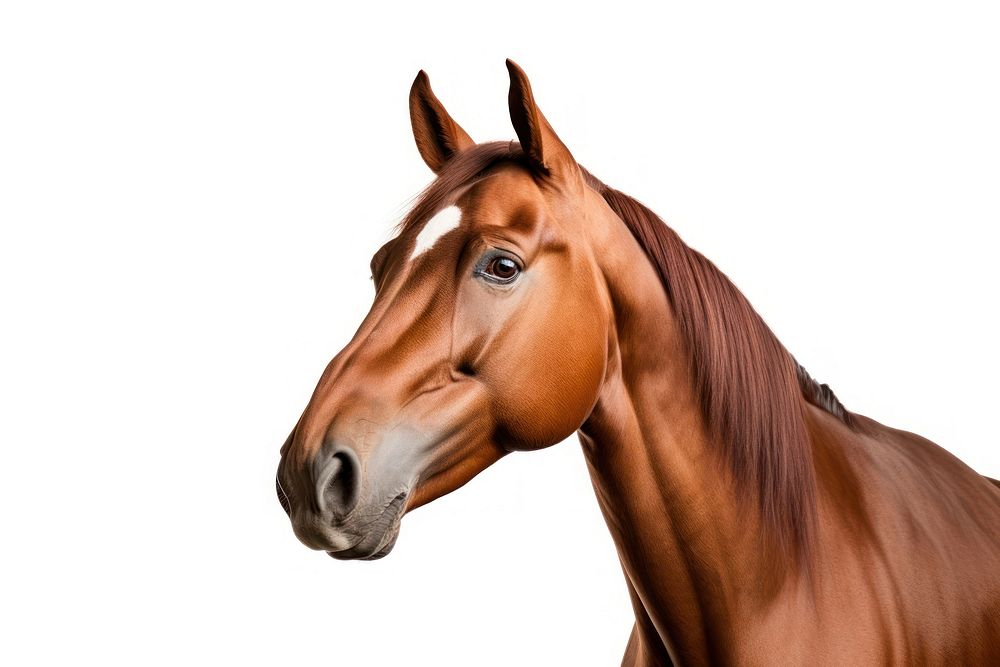 Horse mammal animal white background. AI generated Image by rawpixel.