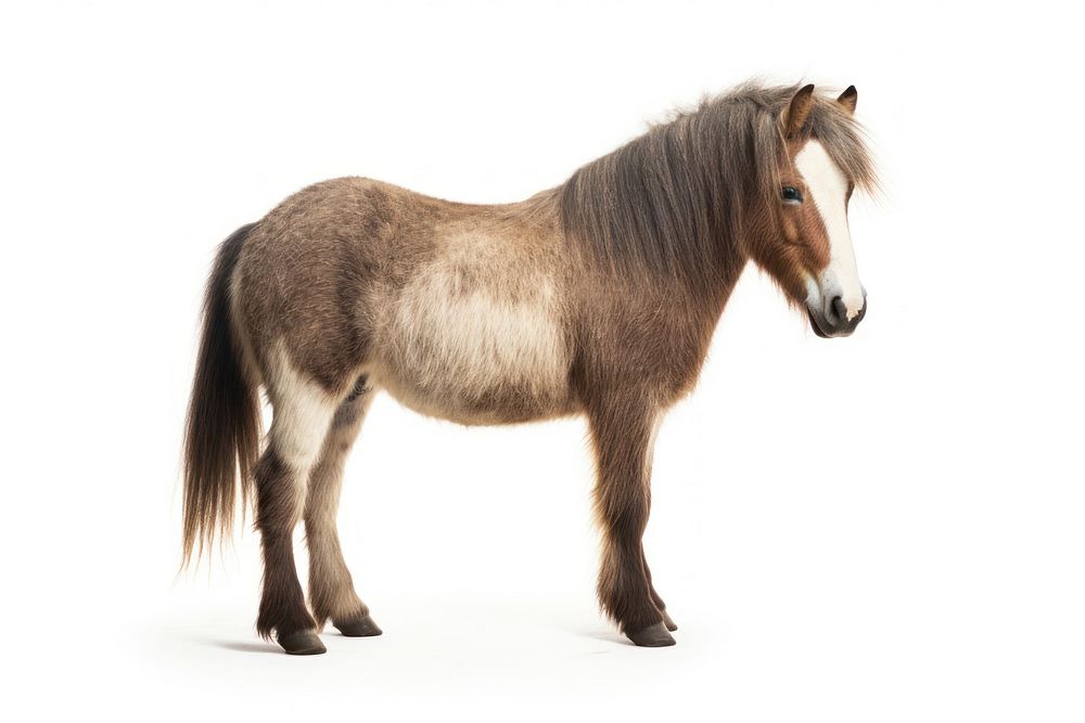 Horse mammal animal pony. AI generated Image by rawpixel.