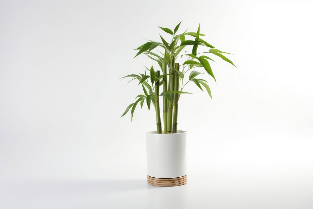 Bamboo plant white background houseplant. AI generated Image by rawpixel.