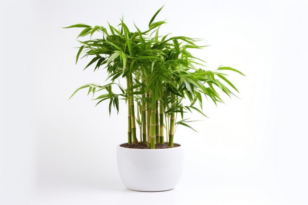 Bamboo plant white background houseplant. AI generated Image by rawpixel.