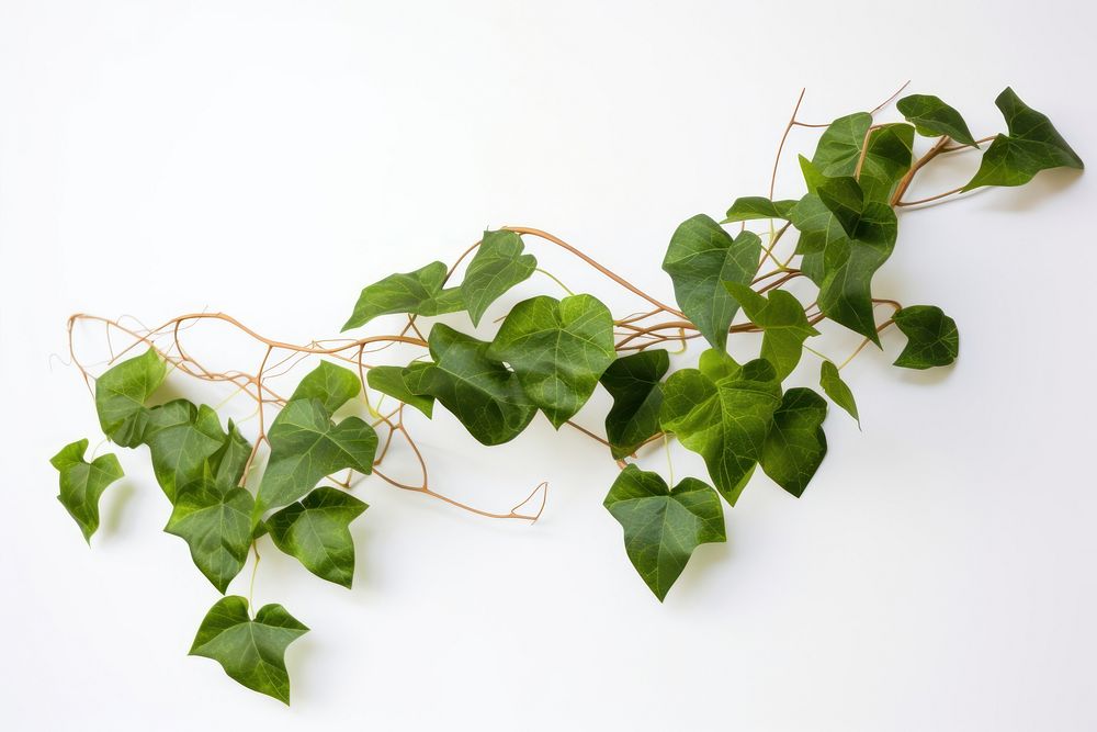 Ivy plant leaf white background. AI generated Image by rawpixel.