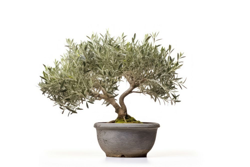 Tree bonsai plant white background. | Free Photo - rawpixel