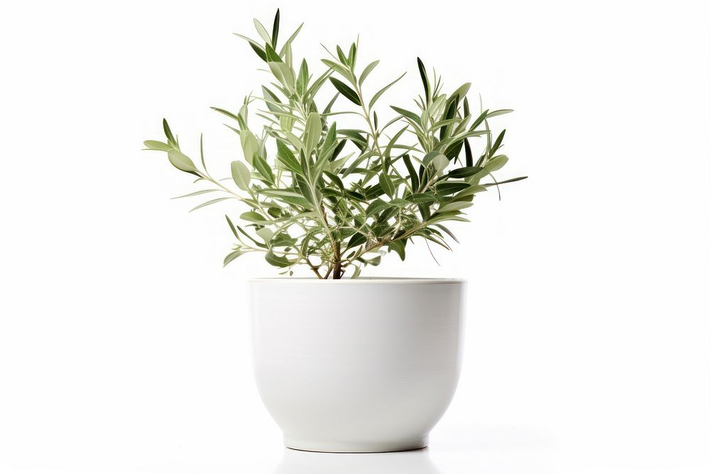 Plant herbs vase leaf. AI generated Image by rawpixel.