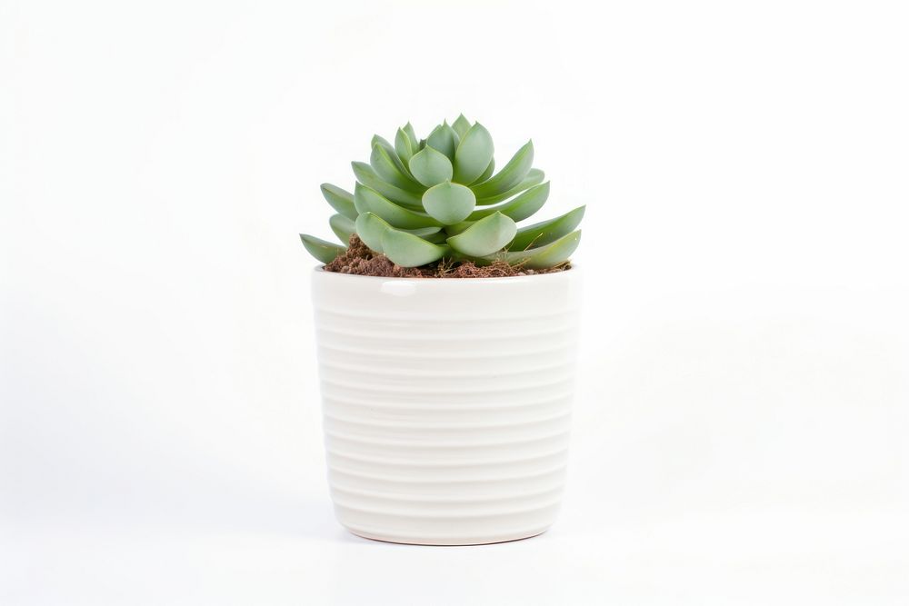 Plant aloe leaf vase. AI generated Image by rawpixel.