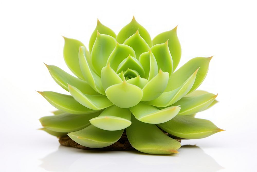 Plant green leaf aloe. AI generated Image by rawpixel.