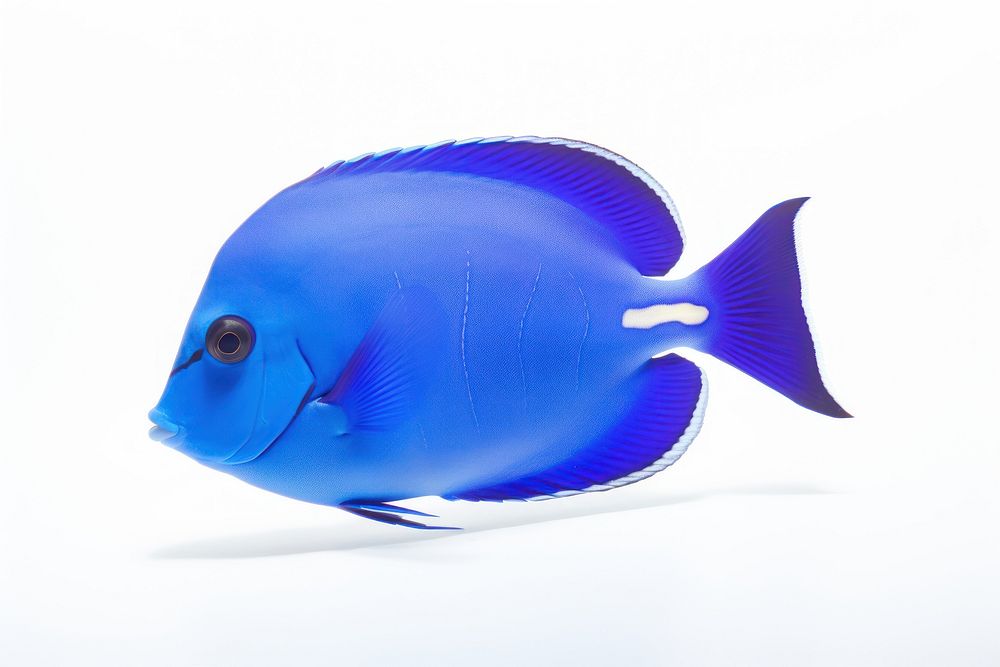 Fish animal blue white background. AI generated Image by rawpixel.