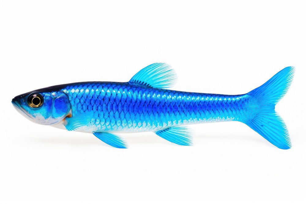 Fish seafood animal blue. AI generated Image by rawpixel.