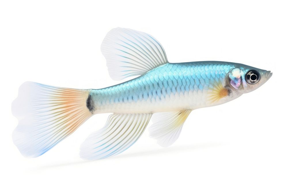 Fish animal white background pomacanthidae. AI generated Image by rawpixel.
