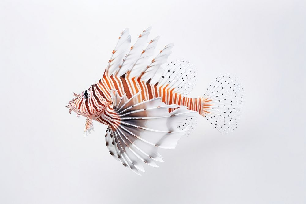 Fish lionfish animal white background. AI generated Image by rawpixel.