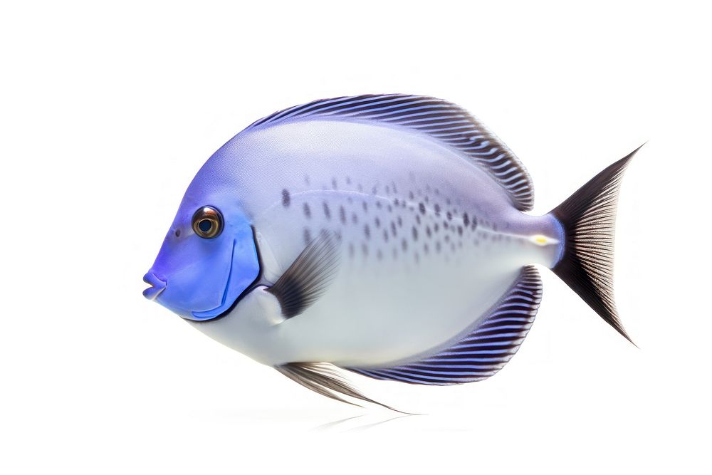 Fish surgeonfish animal white background. AI generated Image by rawpixel.