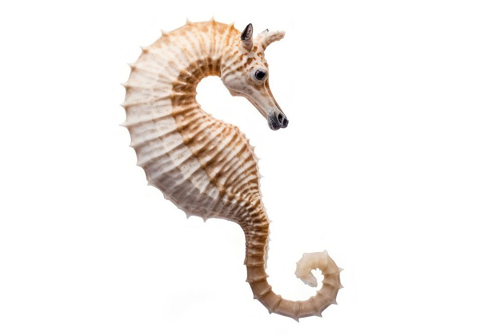 Seahorse wildlife animal mammal. AI generated Image by rawpixel.
