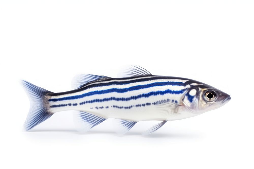 Fish seafood sardine animal. AI generated Image by rawpixel.