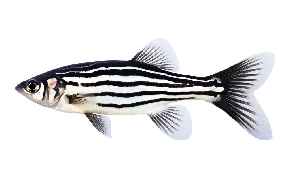 Fish animal zebra white background. AI generated Image by rawpixel.