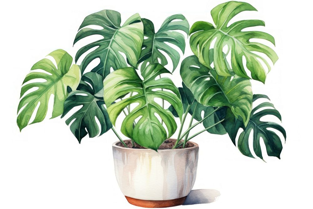 Plant leaf houseplant freshness. 