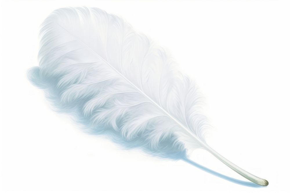 Feather white bird lightweight. 