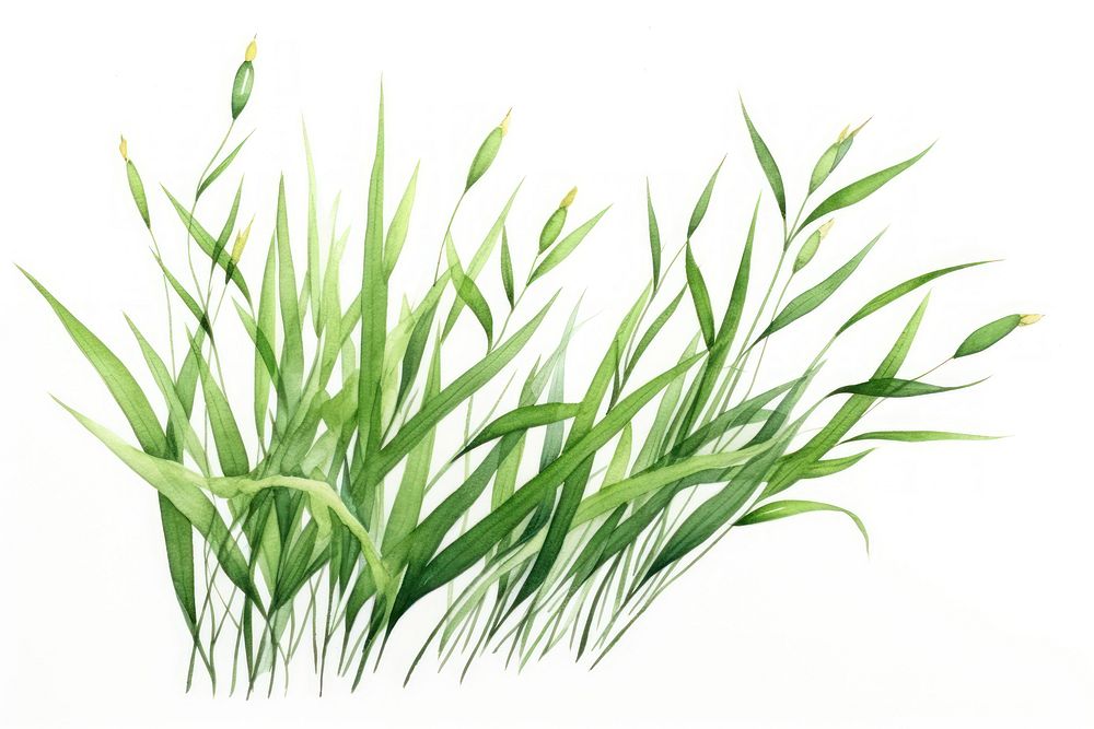 Grass plant wheatgrass hierochloe. AI generated Image by rawpixel.