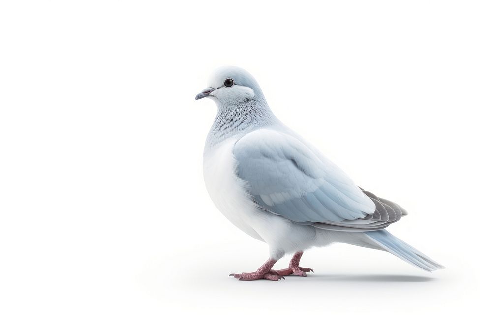 Bird animal pigeon white. AI generated Image by rawpixel.