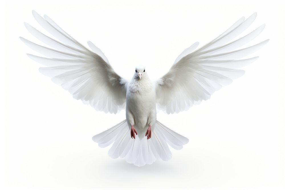 Bird animal white dove. 