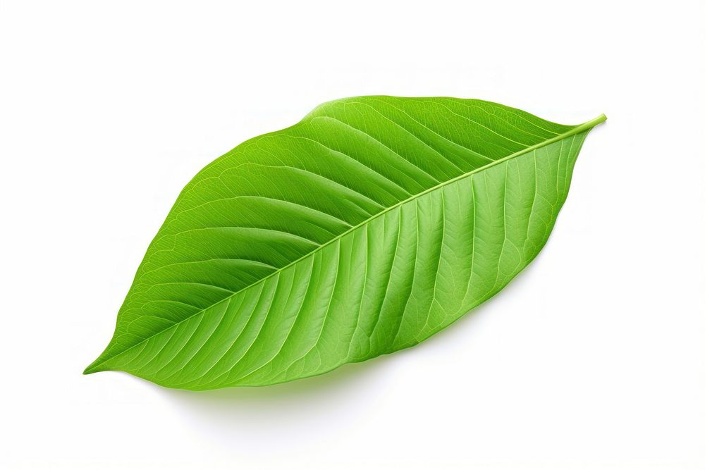 Leaf plant white background annonaceae. AI generated Image by rawpixel.