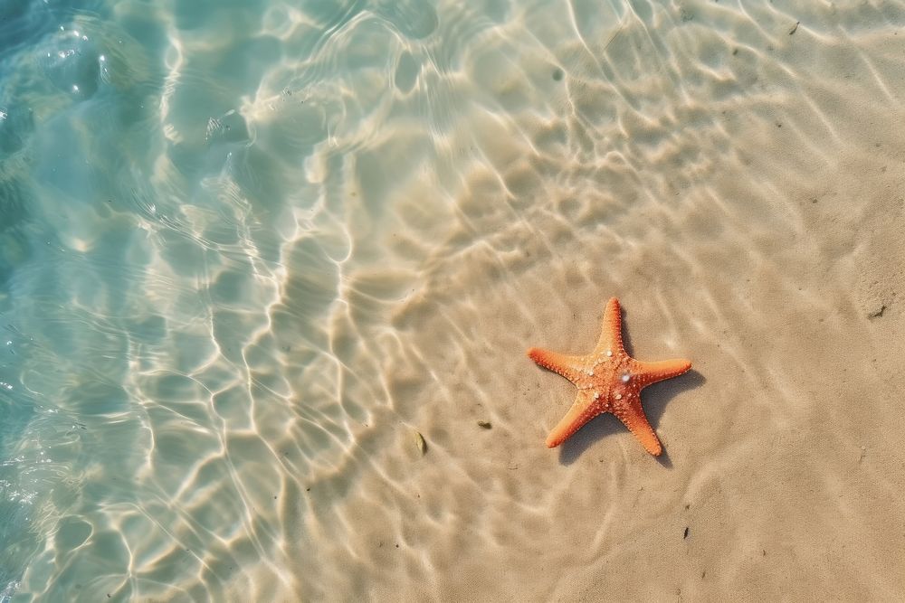 Starfish backgrounds outdoors nature. AI generated Image by rawpixel.
