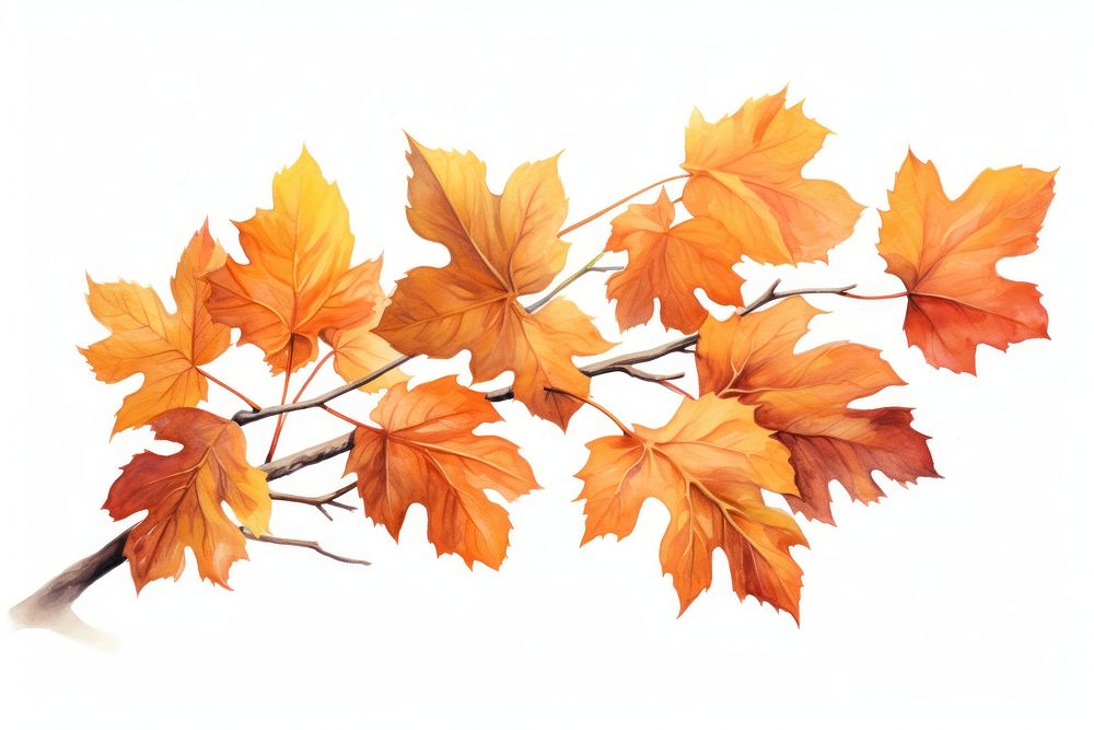 Leaves maple plant leaf. AI generated Image by rawpixel.