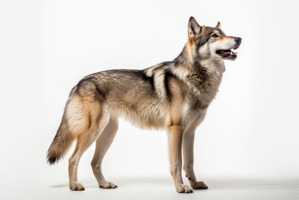 Wolf standing mammal animal. AI generated Image by rawpixel.