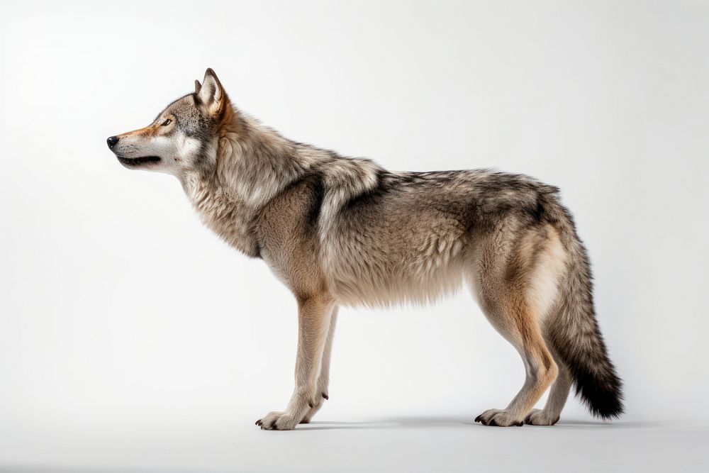 Wolf animal mammal coyote. AI generated Image by rawpixel.