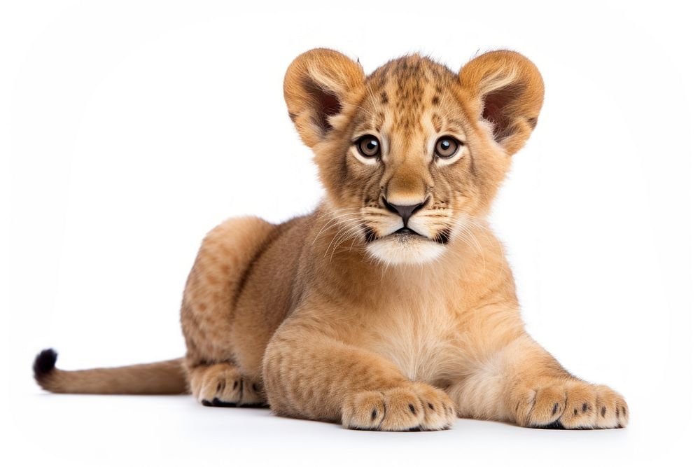 Wildlife mammal animal lion. AI generated Image by rawpixel.