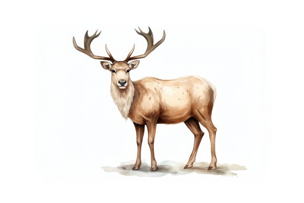 Wildlife drawing antler animal. 