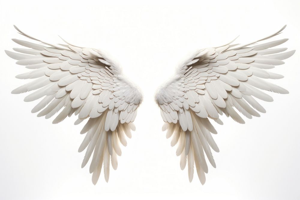 Bird angel white wing. AI generated Image by rawpixel.
