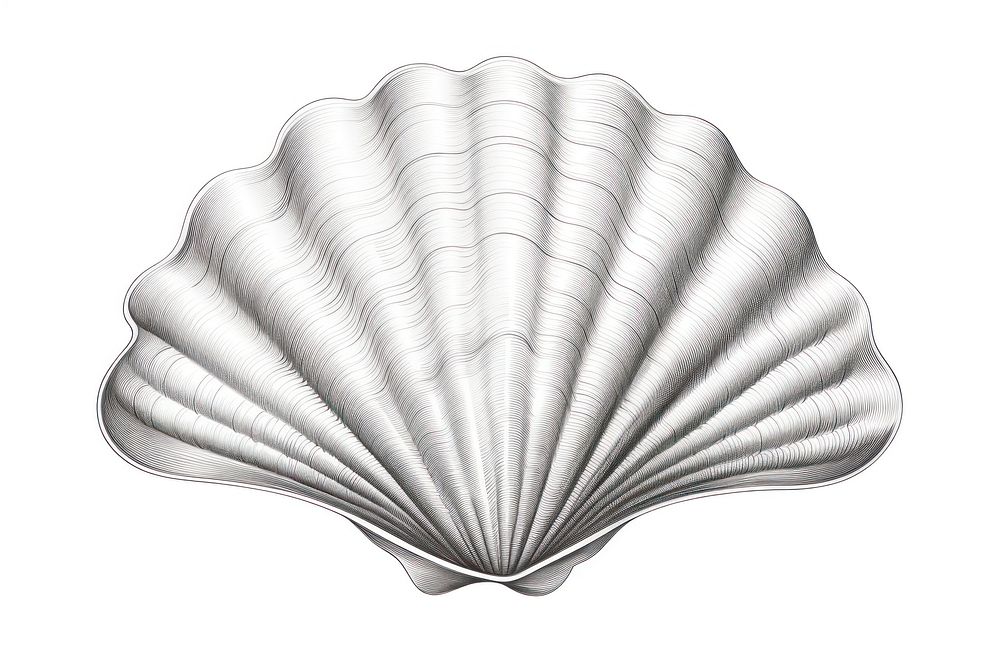 Seashell clam white background invertebrate. AI generated Image by rawpixel.