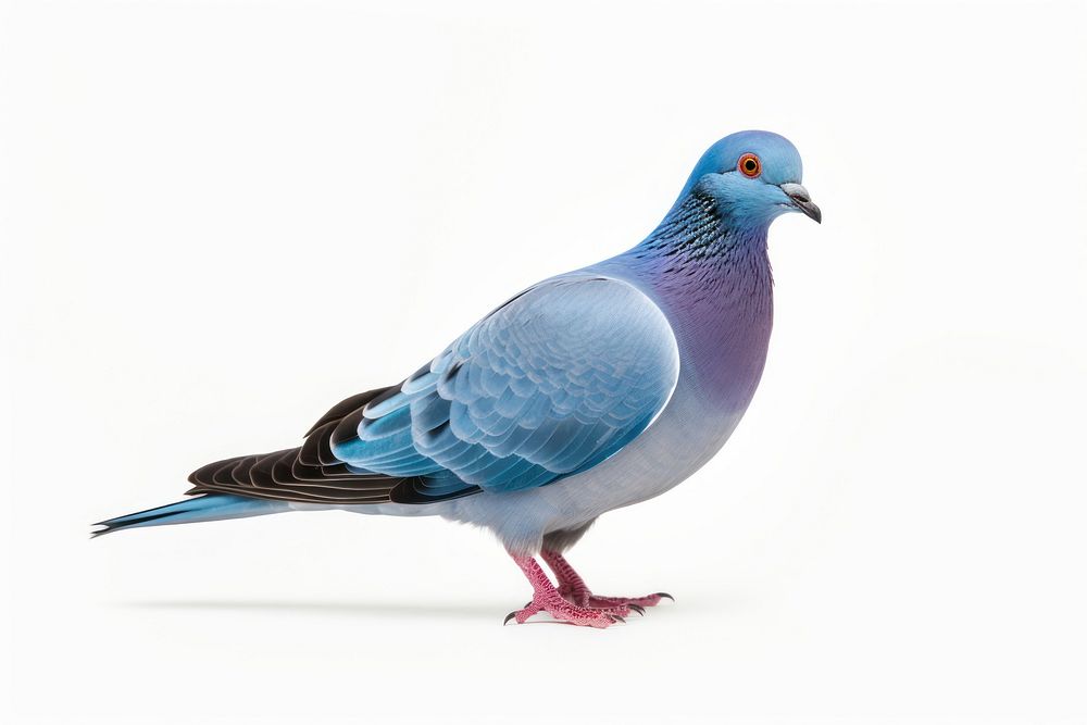Animal pigeon bird blue. AI generated Image by rawpixel.