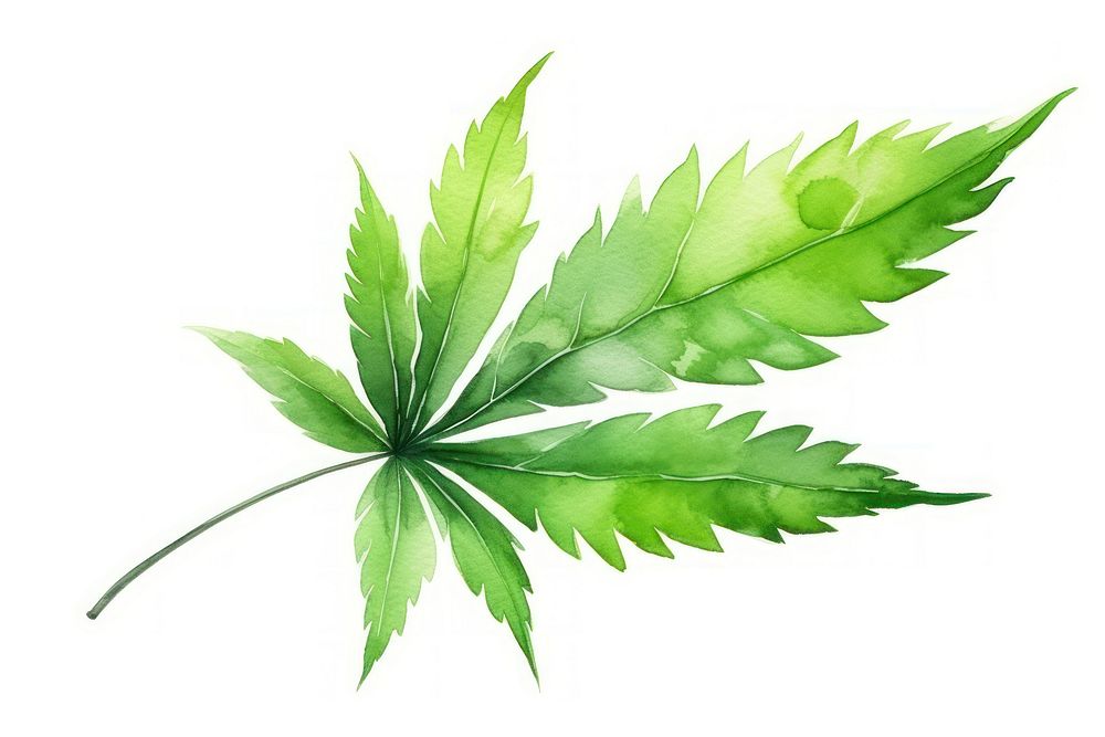 Leaf cannabis plant herbs. 