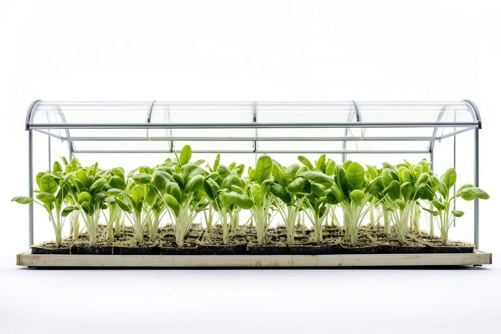 Agriculture greenhouse vegetable plant. AI generated Image by rawpixel.