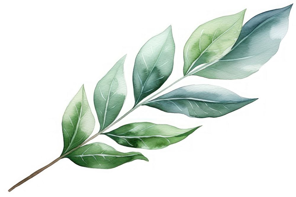 Plant herbs leaf white background. AI generated Image by rawpixel.