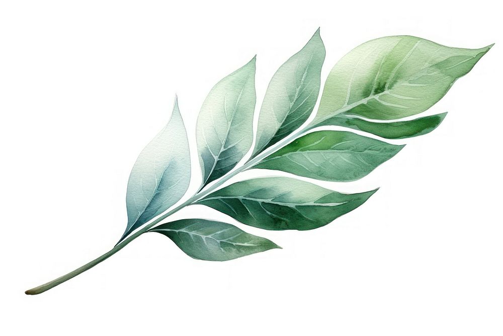 Plant herbs leaf white background. AI generated Image by rawpixel.