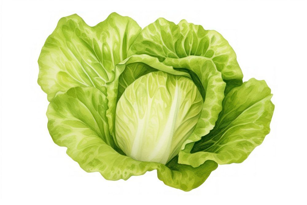 Lettuce vegetable cabbage plant, digital paint illustration. AI generated image