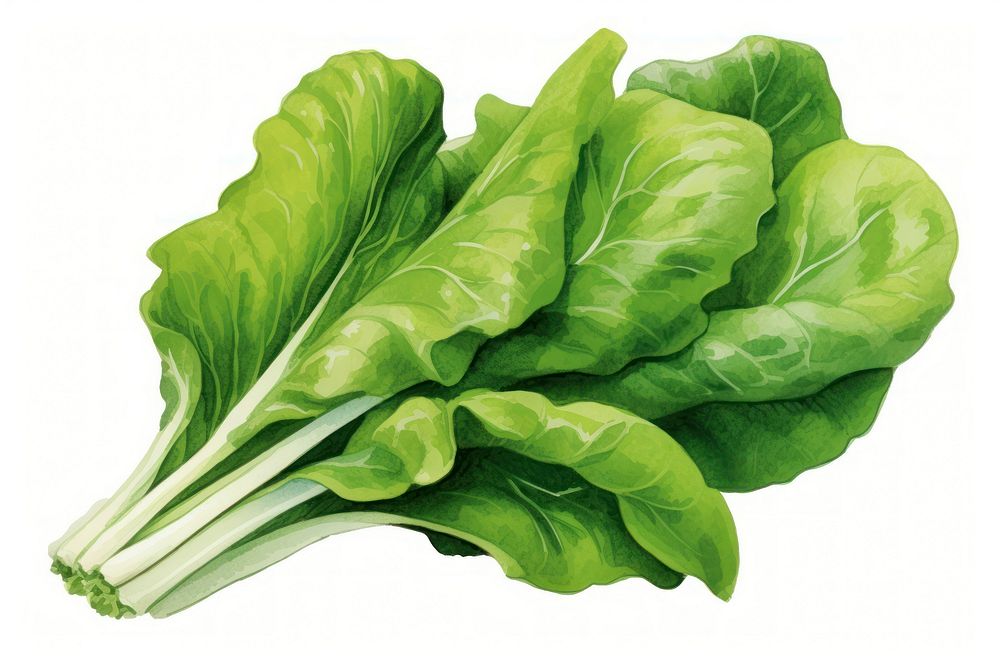 Vegetable lettuce spinach plant, digital paint illustration. AI generated image