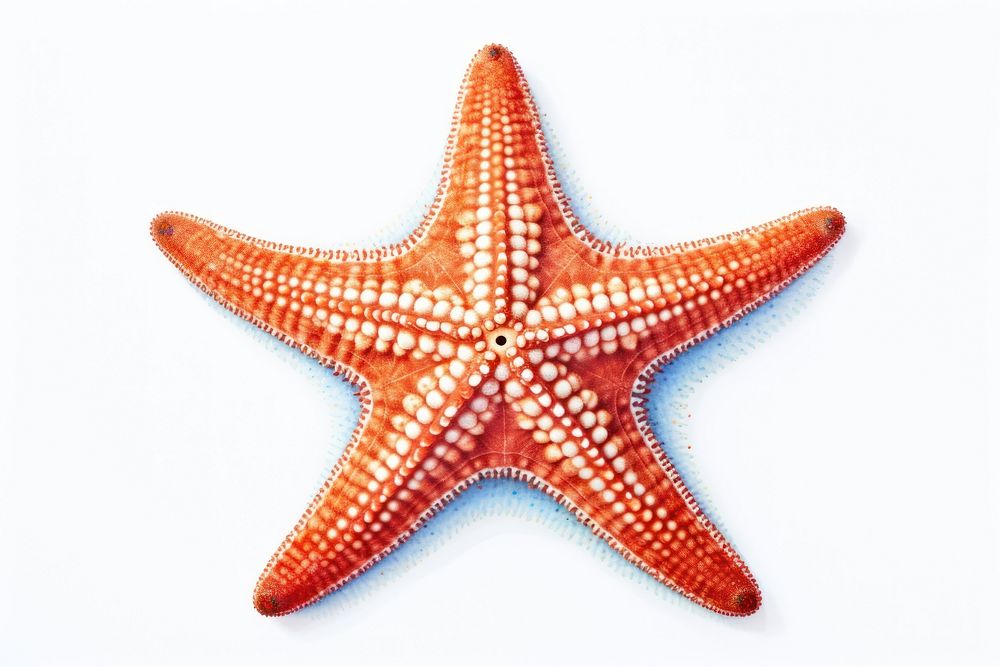 Starfish invertebrate echinoderm pattern. AI generated Image by rawpixel.