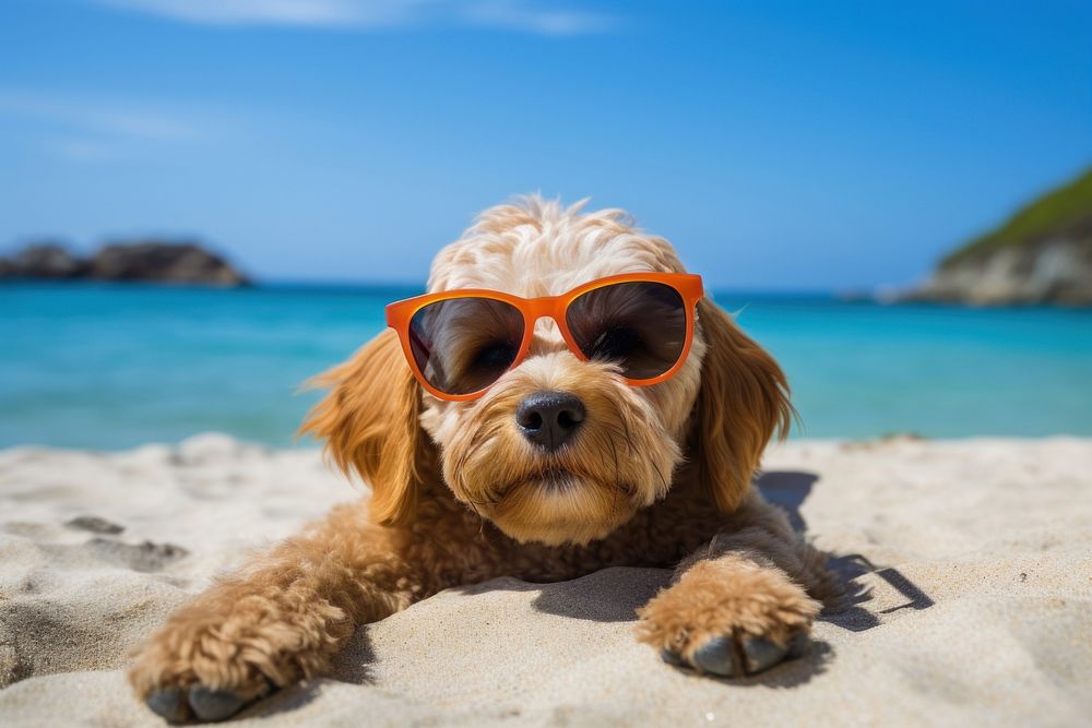 Glasses beach dog sunglasses. AI | Free Photo - rawpixel