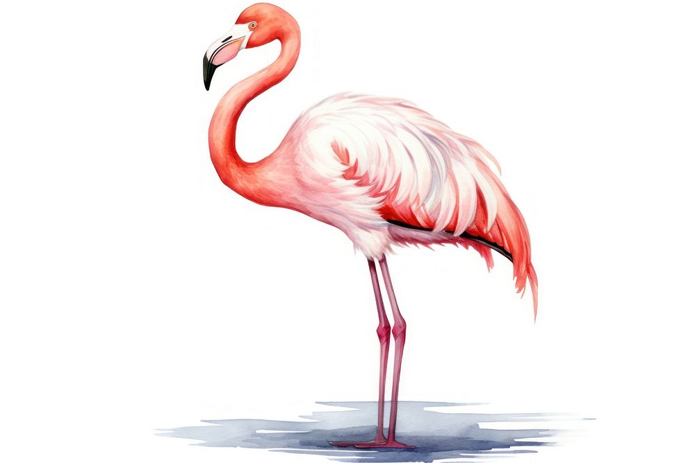 Flamingo animal bird white background. 