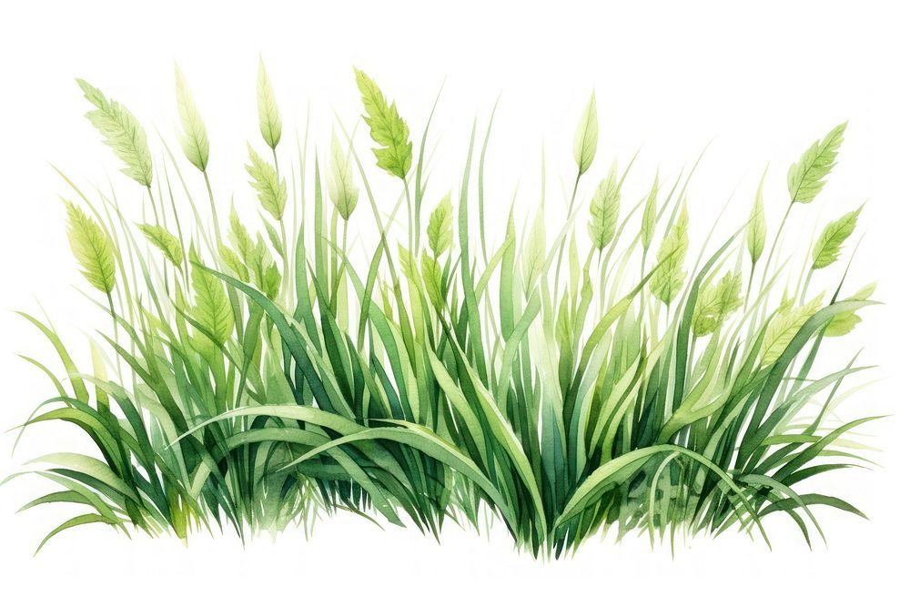 Grass plant green tranquility. 