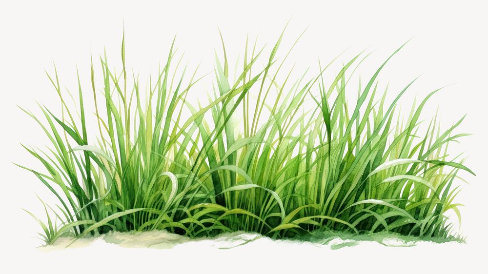 Grass plant green lawn. 