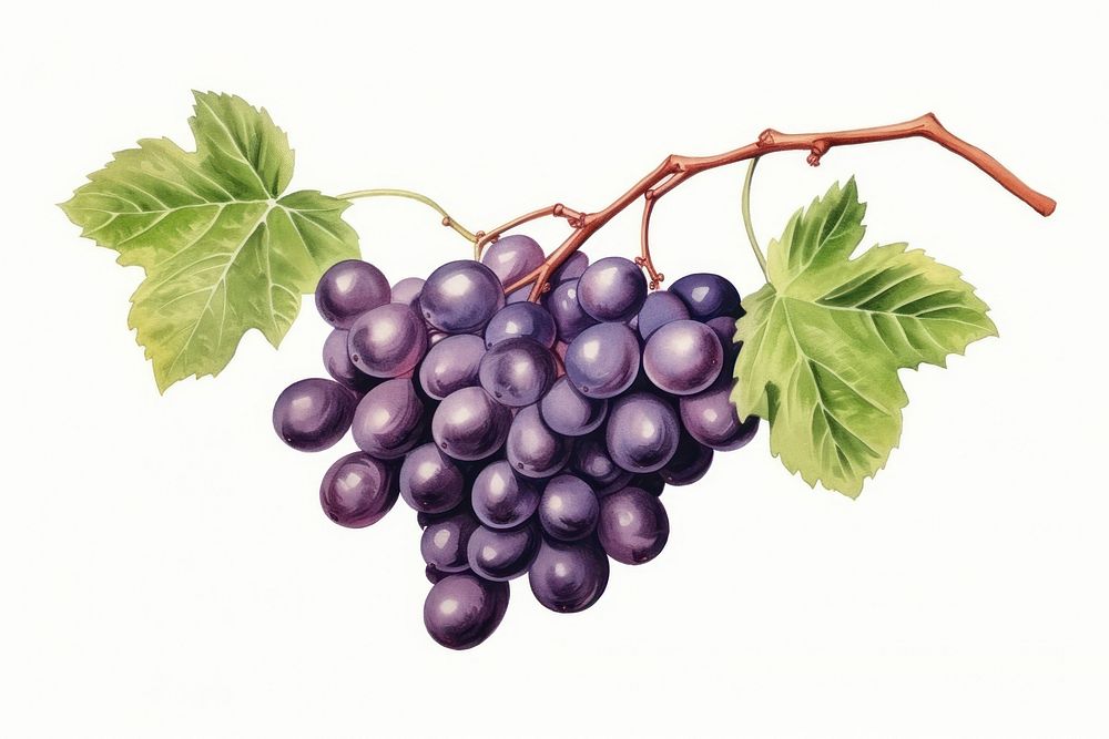 Grapes fruit plant food. 